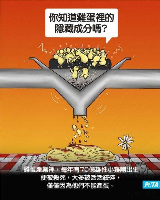 超市里的鸡蛋和肉类一样，背后同样有动物遭杀害 ​​​