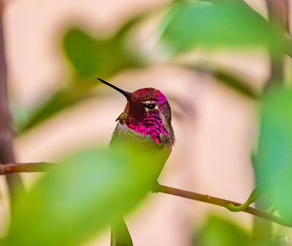 #鸟粉投稿# 带着面具的【安氏蜂鸟】羽毛像鳞片一样！ ​​​