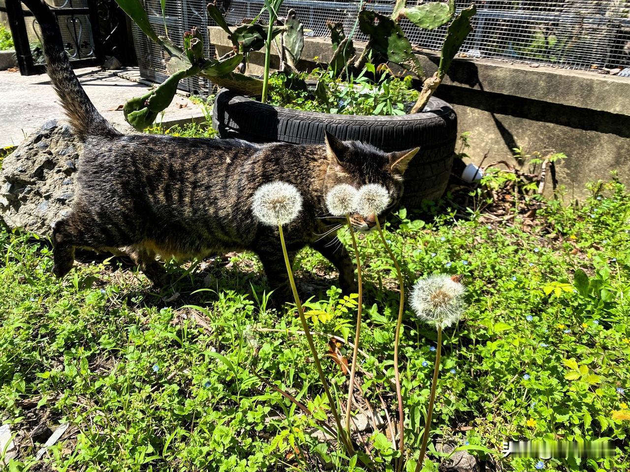 真心话茶局狸花猫和主人一起玩，主人说：蒲公英好漂亮，猫咪快过来看，狸花猫马上就来