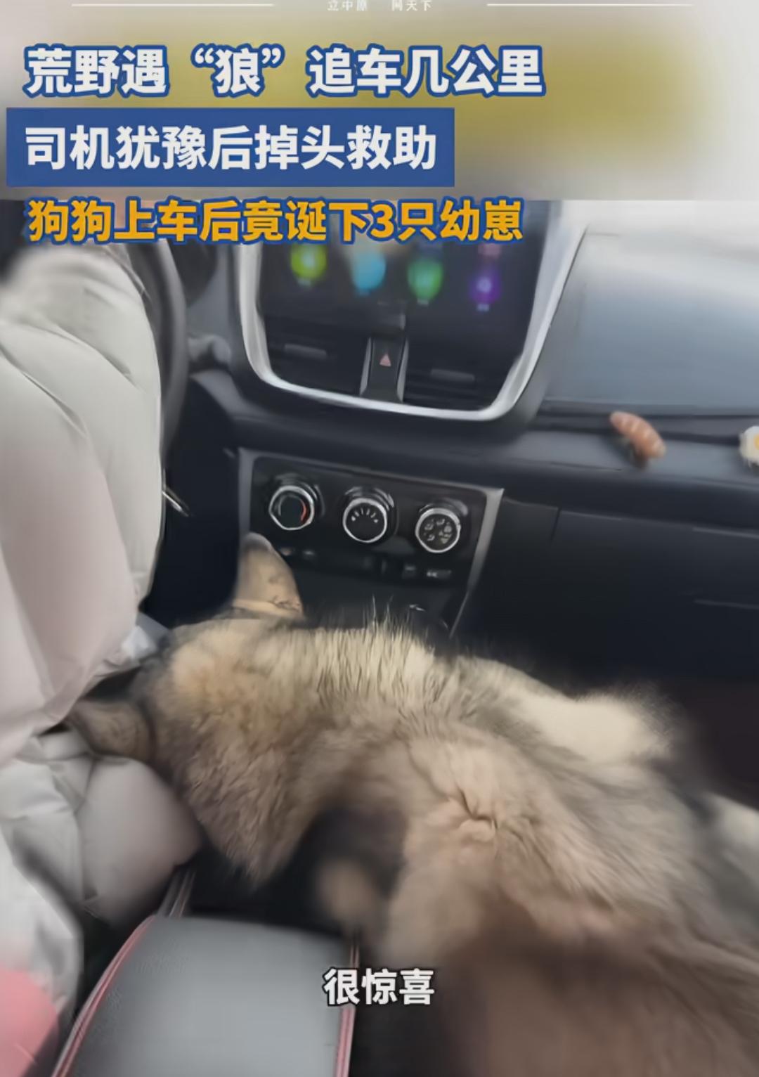 近日，黑龙江嫩江发生的一幕，迅速在网络上引发热议。侯女士在冰天雪地的林间路上，遇