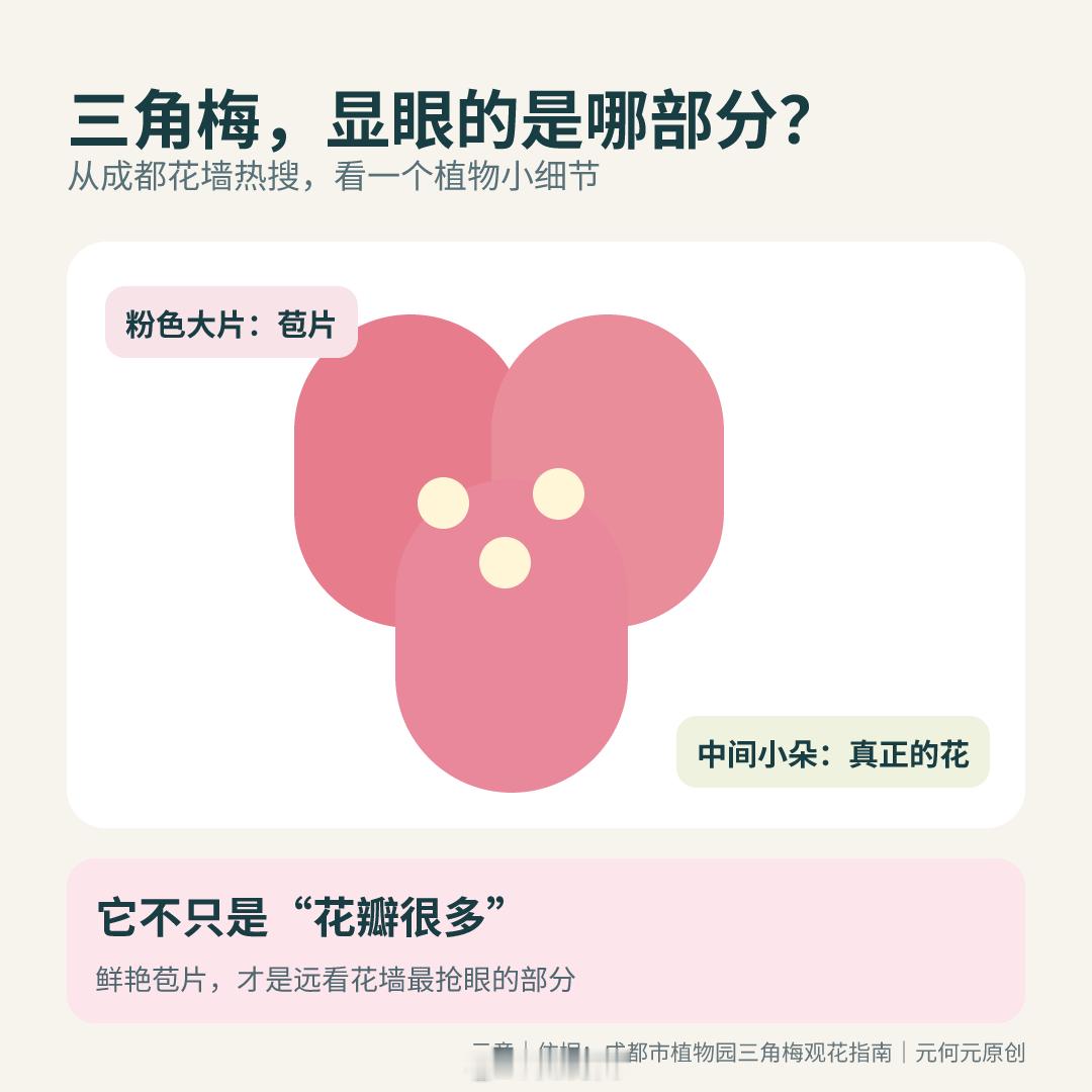 成都三角梅上榜，最显眼的彩色部分常被叫“花瓣”，植物学上其实是苞片；真正的花更小