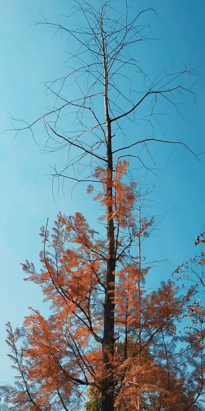 千山迎落日,谁能接住这下半句?
万木欢浮云。

注：图片由AI生成。
