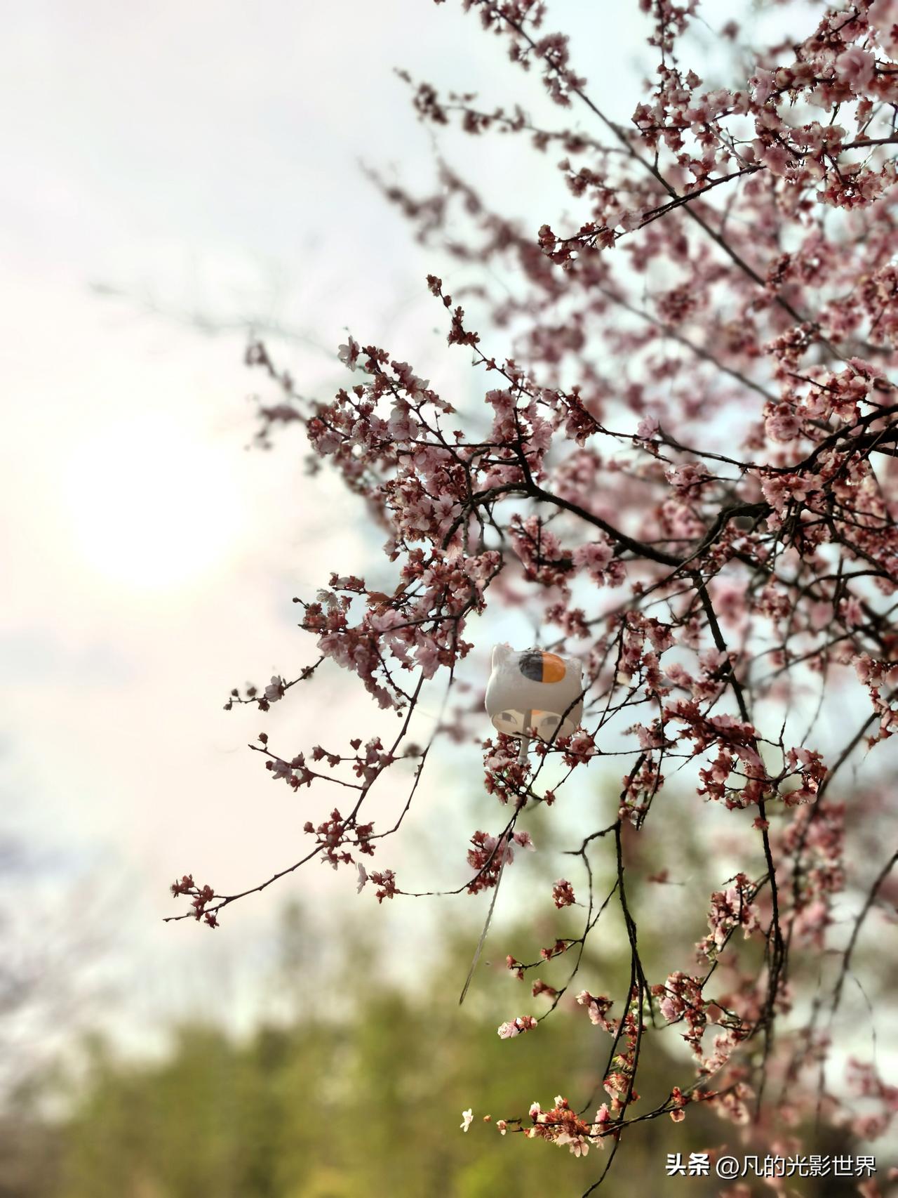 今年春天最想实现的心愿 今年春天，我最想实现的心愿就是去追一追樱花，计划是武大，