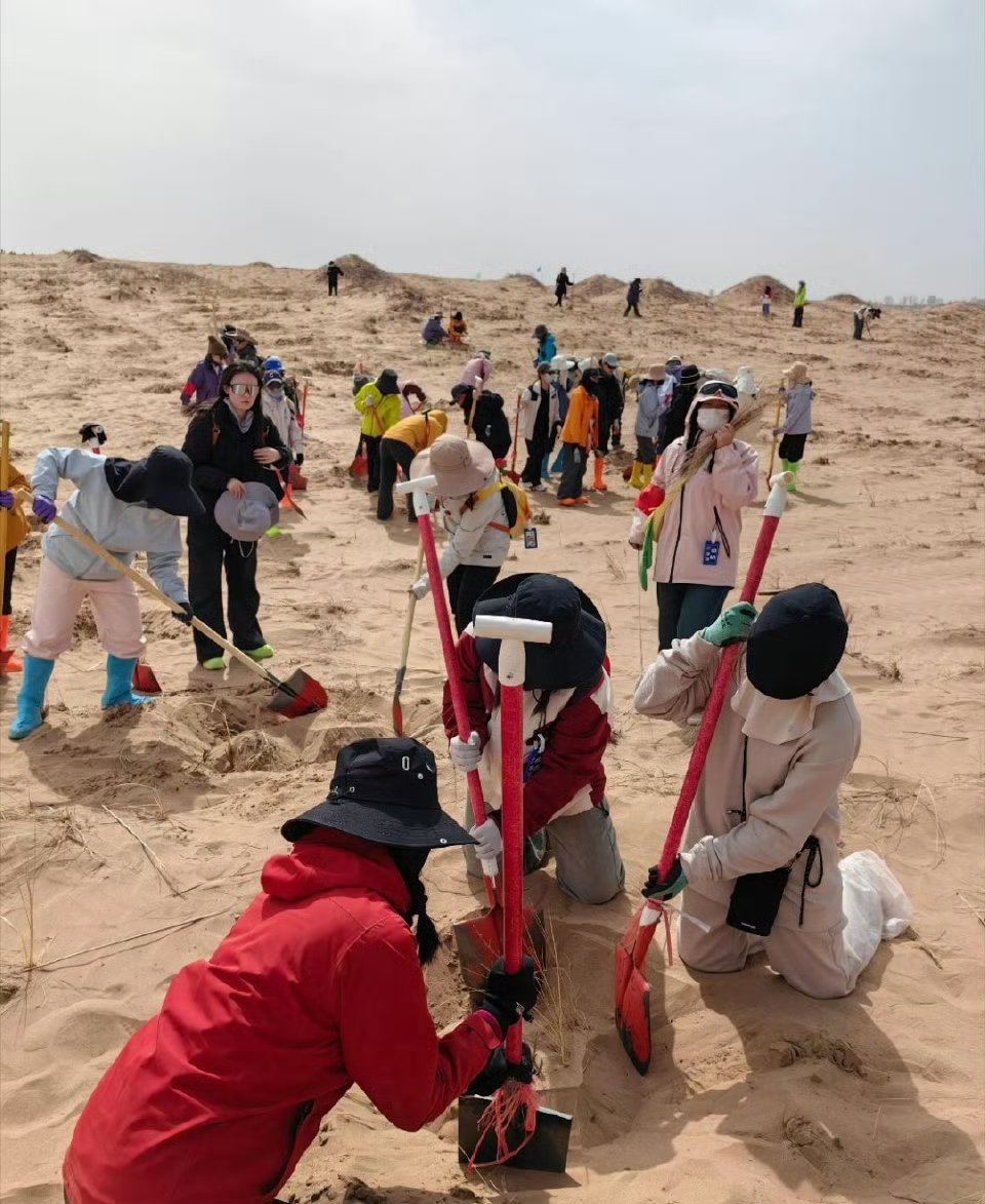 被中国人的沙漠植树奇迹震撼了 铁锹挖开的不只是沙土，更是与荒漠较劲的韧劲。从一棵