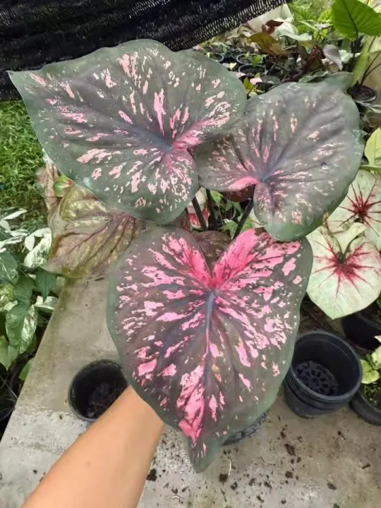 朋克萝莉预个告
