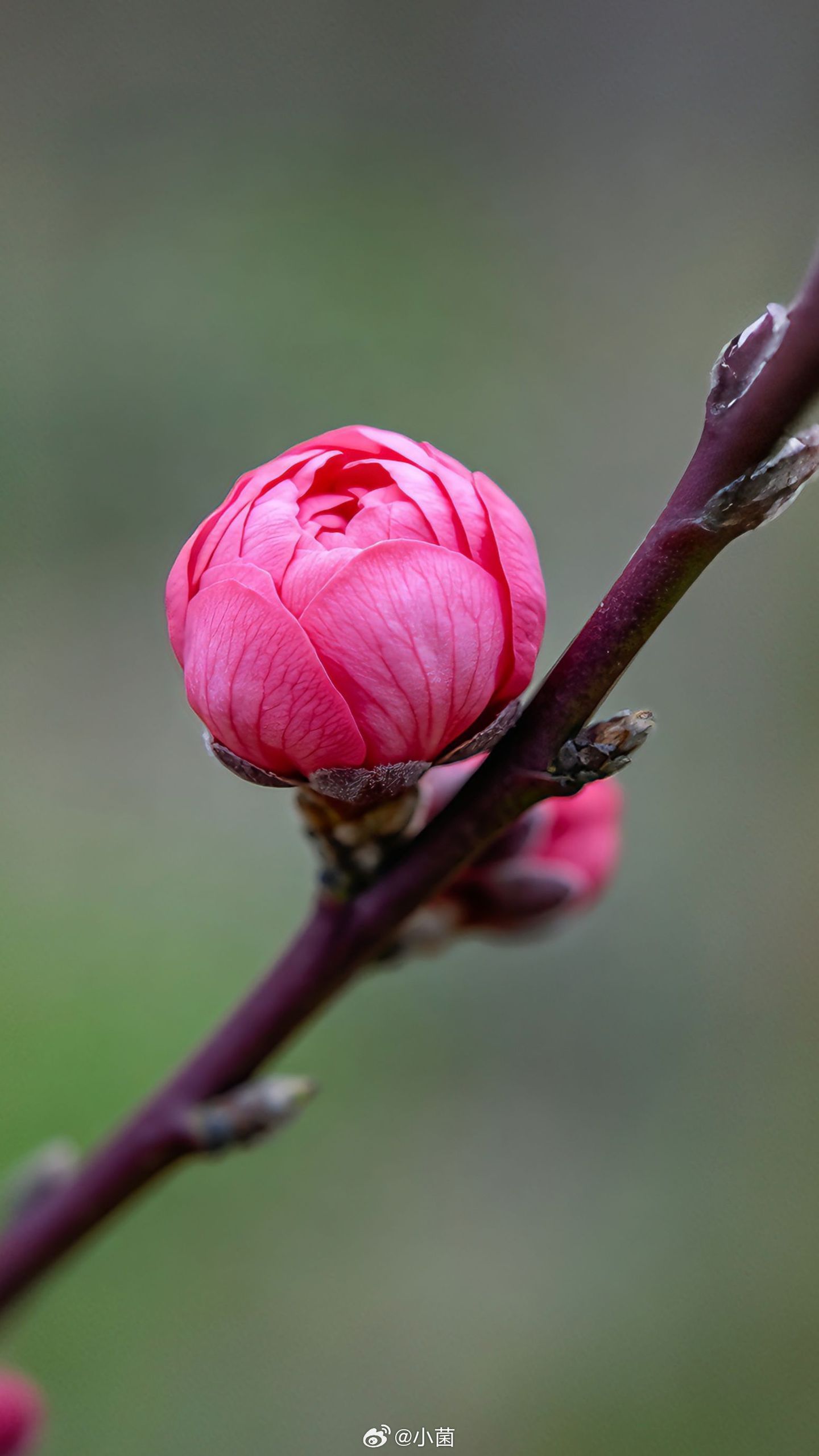 枝头攒着粉色的期待，等风来，等花开，等春日满盈小菌 早朋友们 