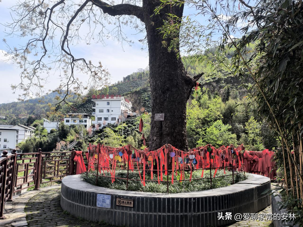 焕古镇上的这棵古树，树龄有点让人疑惑。墙上的说明和树身上的说明不一样，到底树龄多