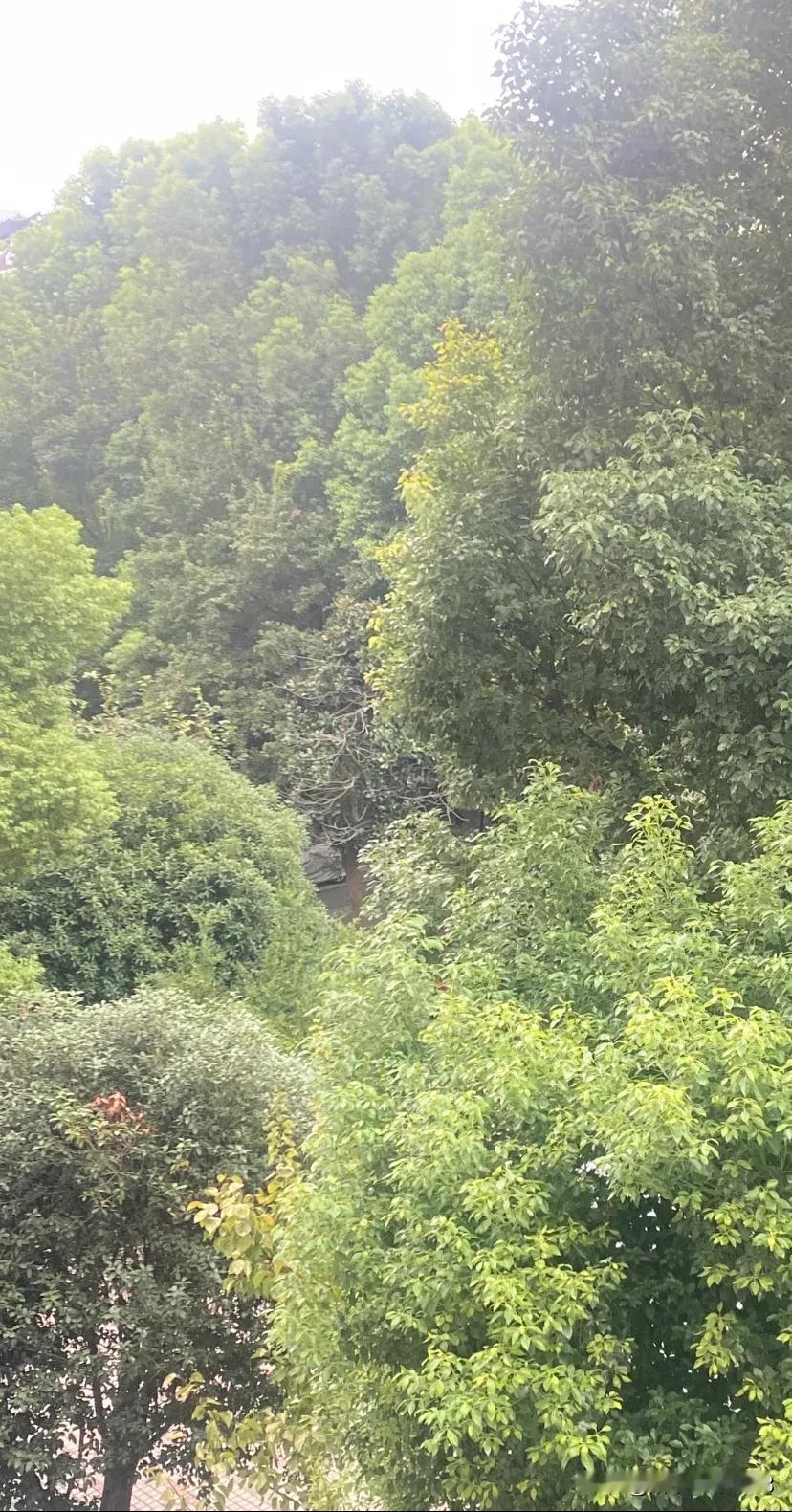 阴雨天气，不上班
在家你会做什么？
躺沙发上追剧？
躺沙发上刷头条？
坐阳台沏壶