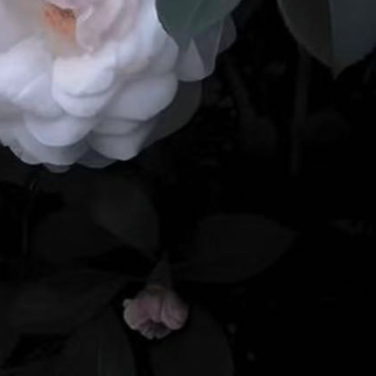 0000sorry我担就这么争气 山茶花的种植方法：1. 选苗与土壤：选择健康、