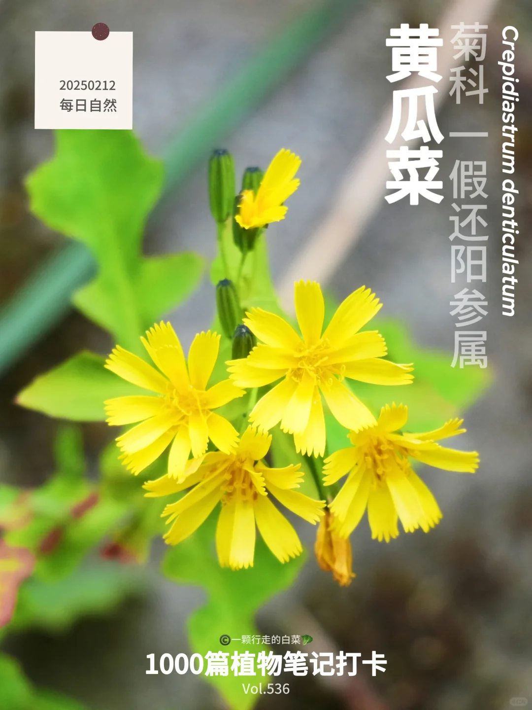 元宵邂逅山间 “小太阳”，竟是隐藏的～
