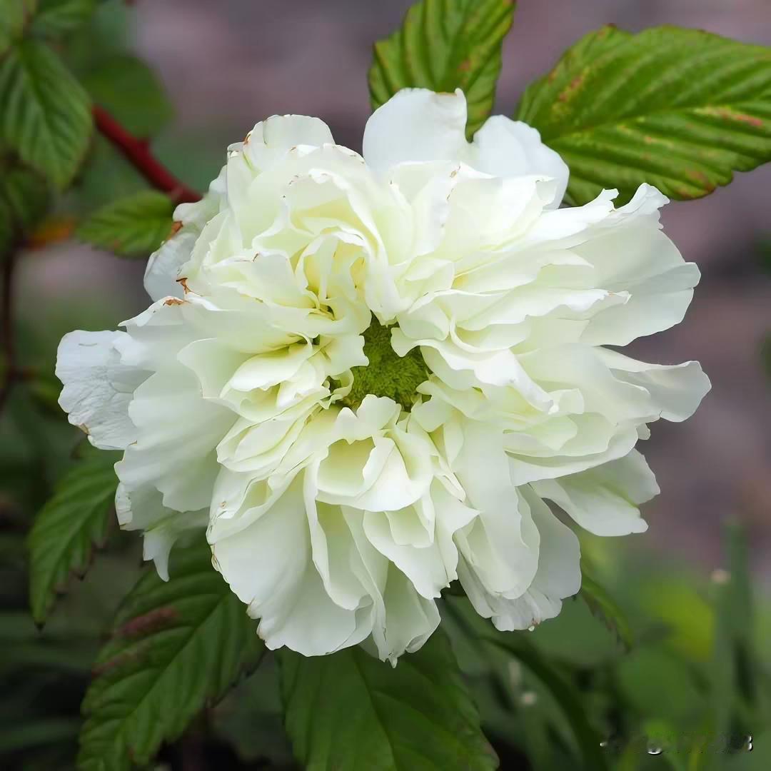自然界里什么颜色的花最多?
大家认为自然界中什么颜色
的花最多呢？A.白色B.黄