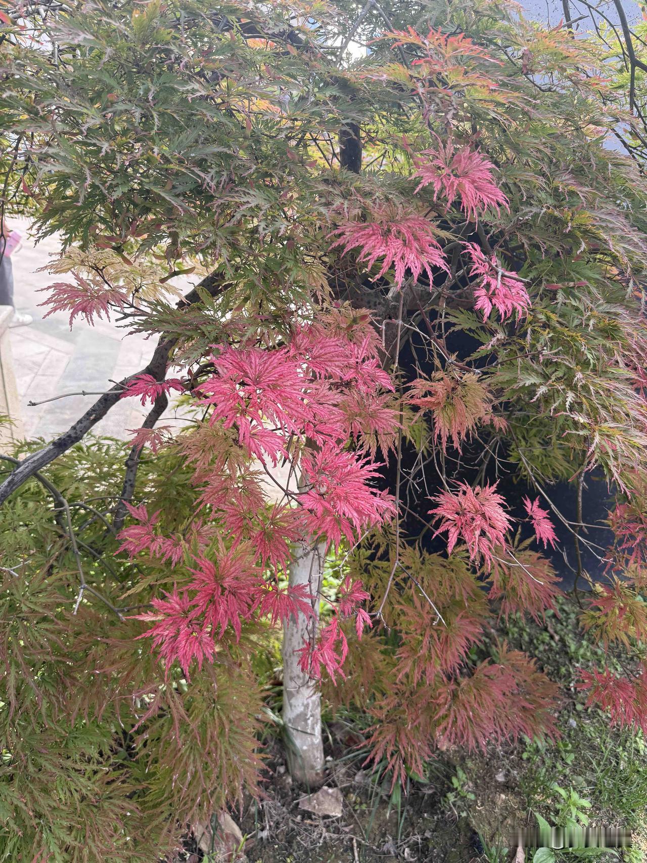 【小对联】
上：……？
下：人造革。