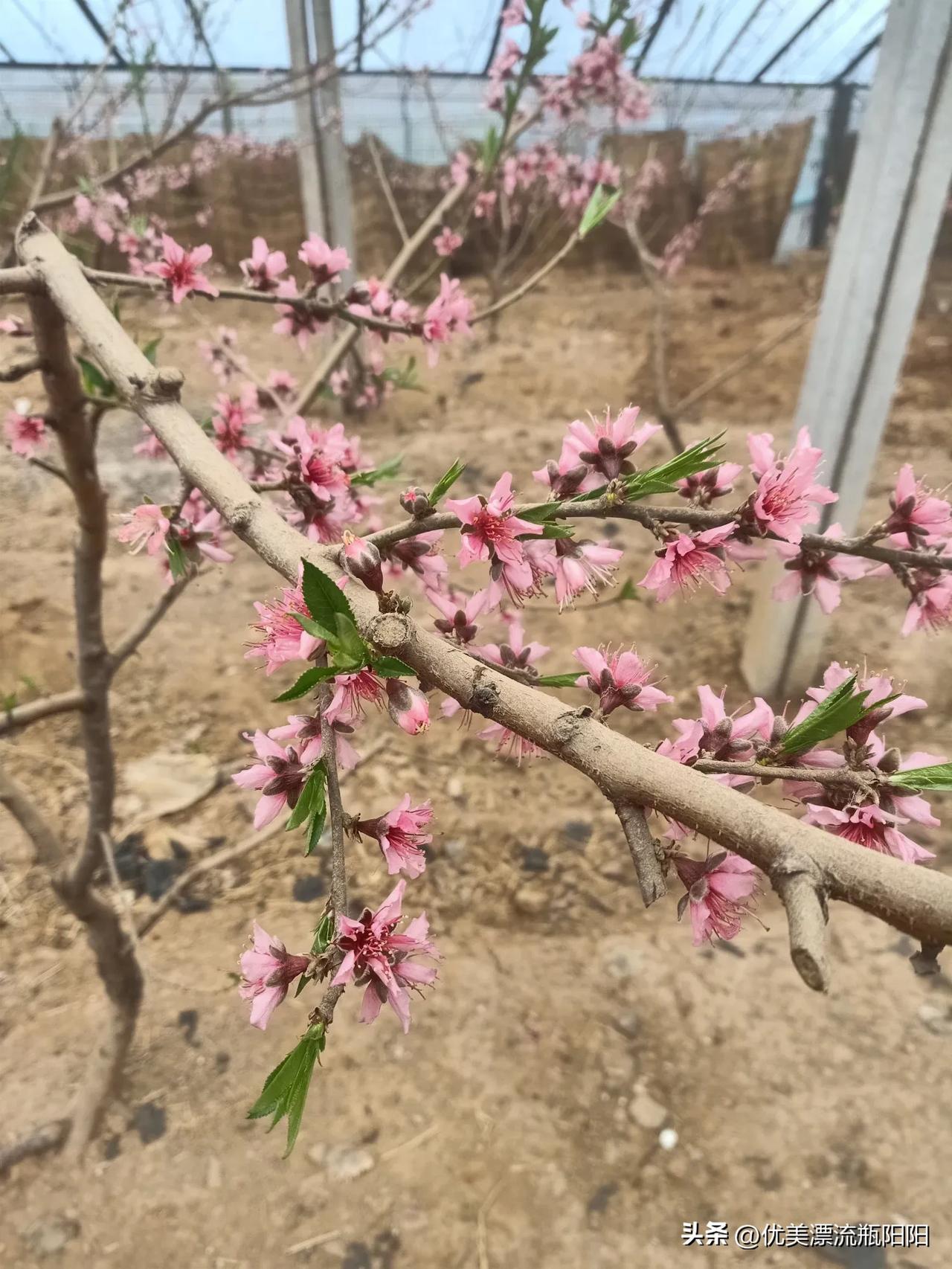 记录我的2026听棚外的雨声，春雨贵如油，当春乃发生，今年必定是个丰收年！