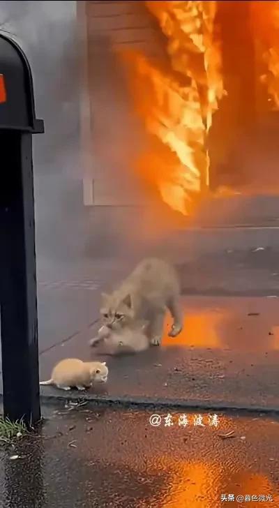 火场里的橘猫，让多少人红了眼眶
 
浓烟滚滚中，就看那橘猫一遍一遍冲进火场，不顾