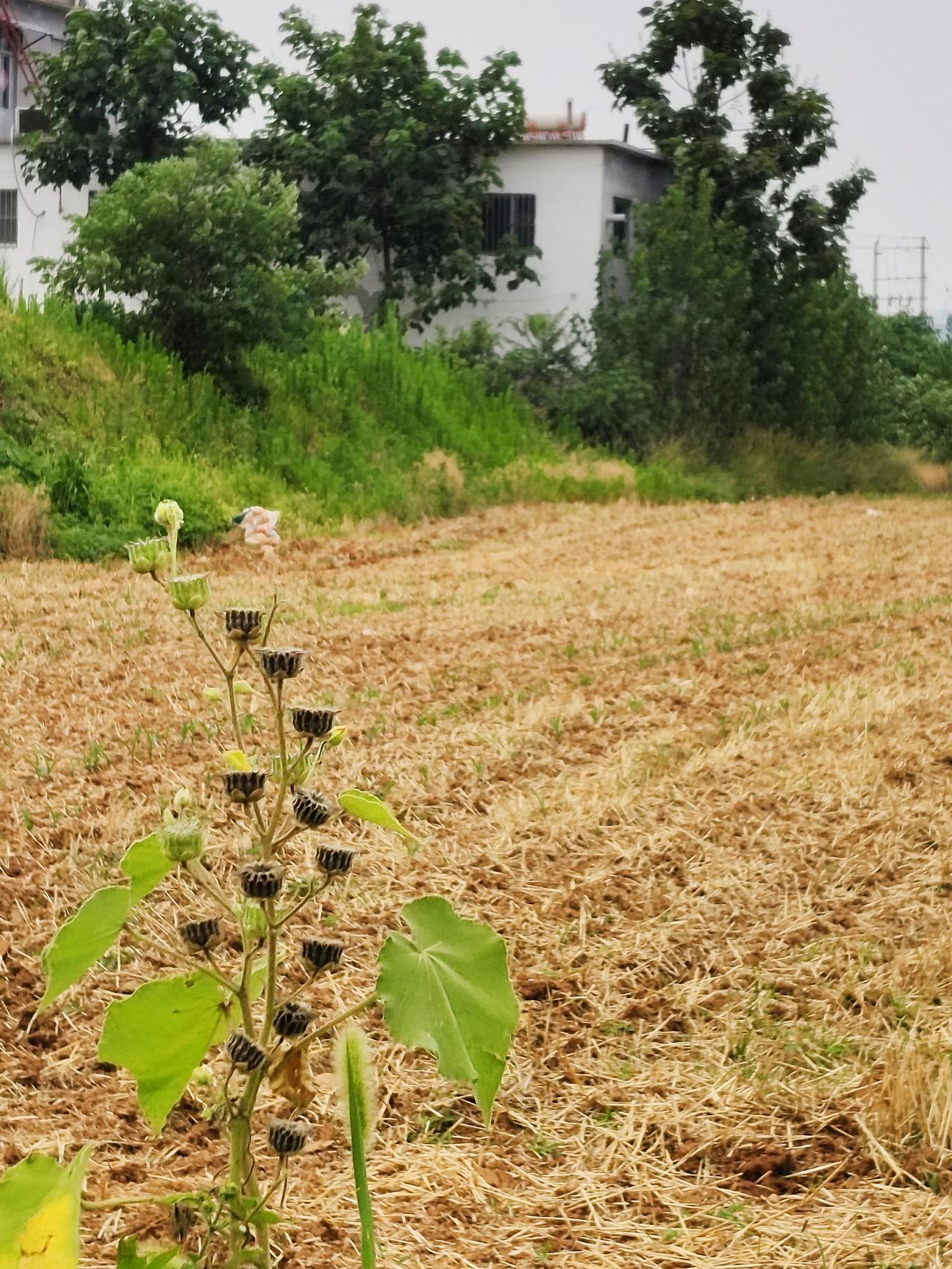 喜欢田间地头吗？我是特别喜欢在市郊的田间地头转转，视野开阔，心胸也随着开阔！走在