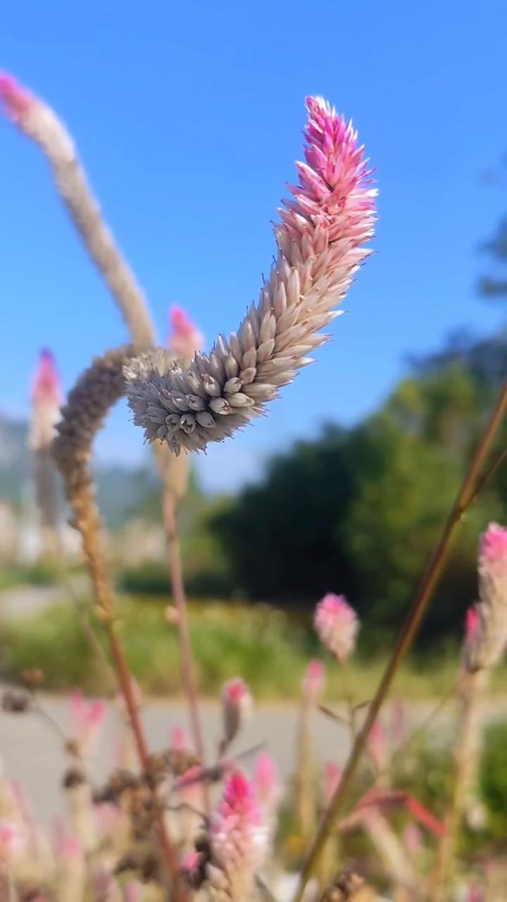 野外遇到这种像狼尾巴的植物，它就是青相草。因为花朵长得像狼尾巴，有的也叫它狼尾巴