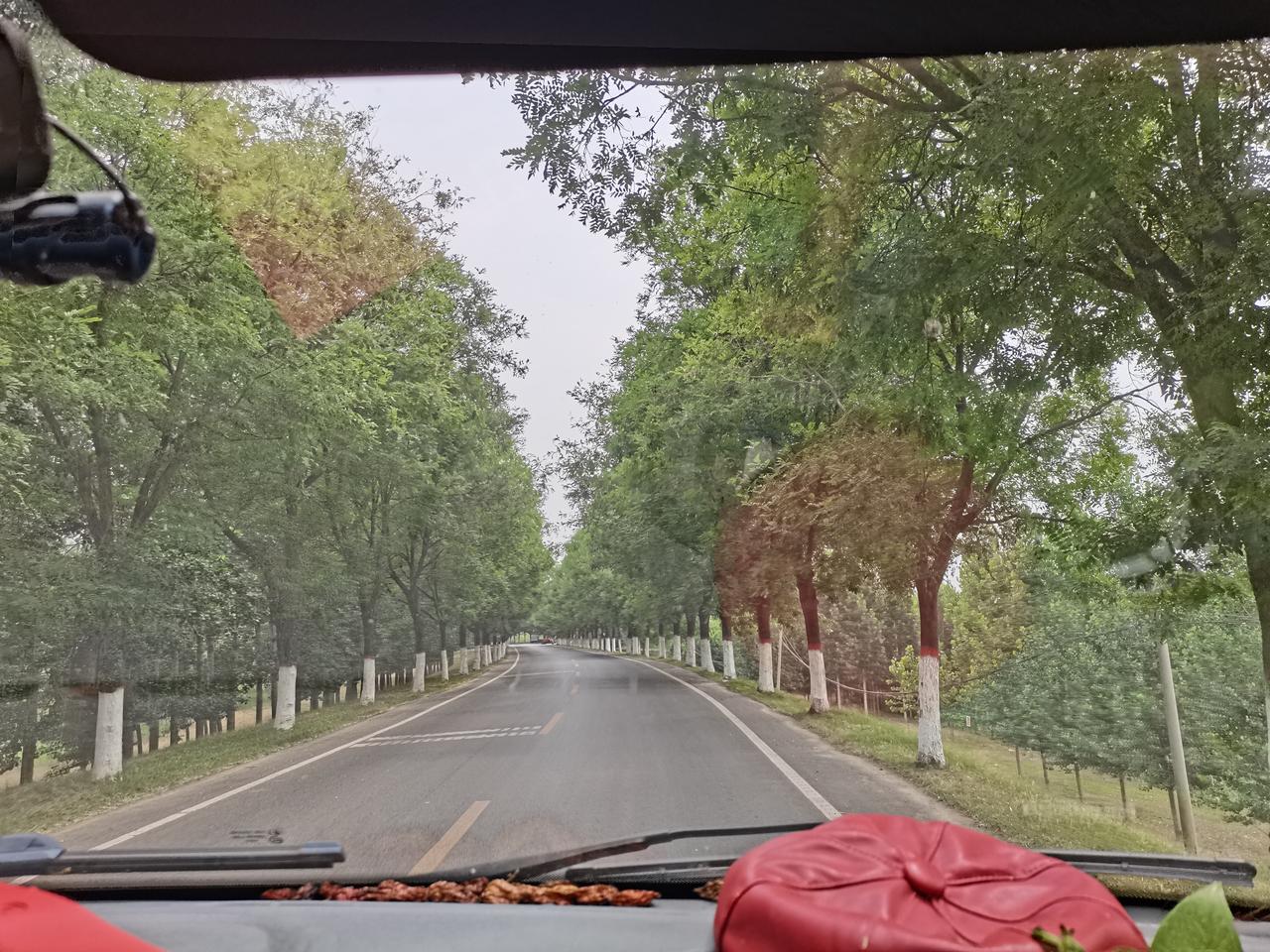 自驾一路开到泰安，沿途林荫公路氛围感直接拉满！车窗望出去满眼绿树，道路平整开阔，