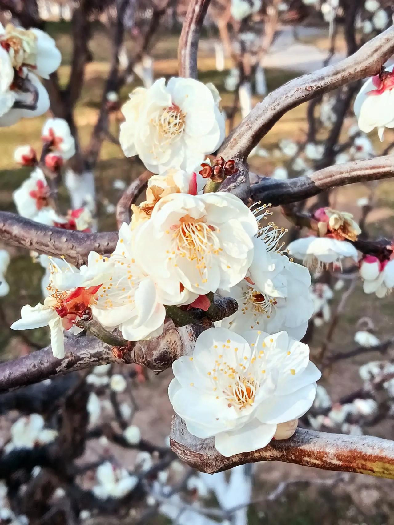 白梅高洁红梅俏，一阳复始盼新春！
