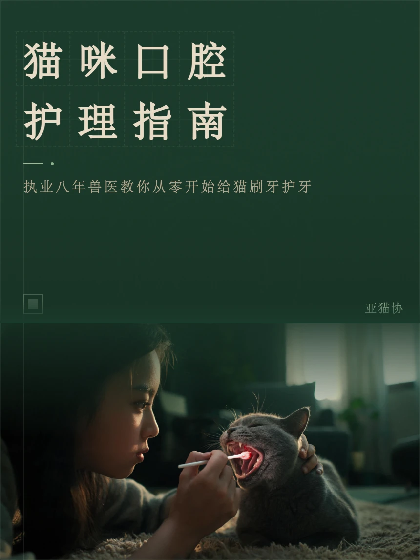 猫咪口腔护理指南