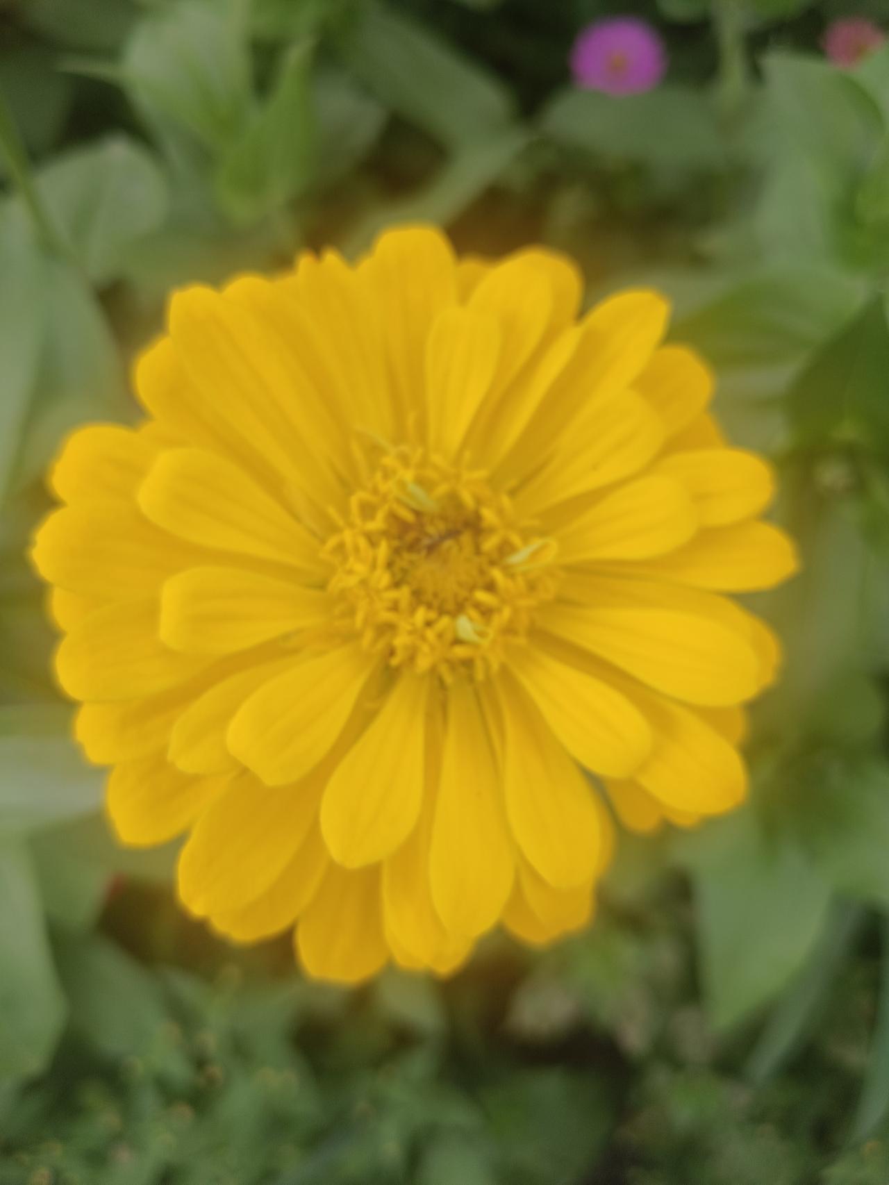 繁花似锦，花开富贵