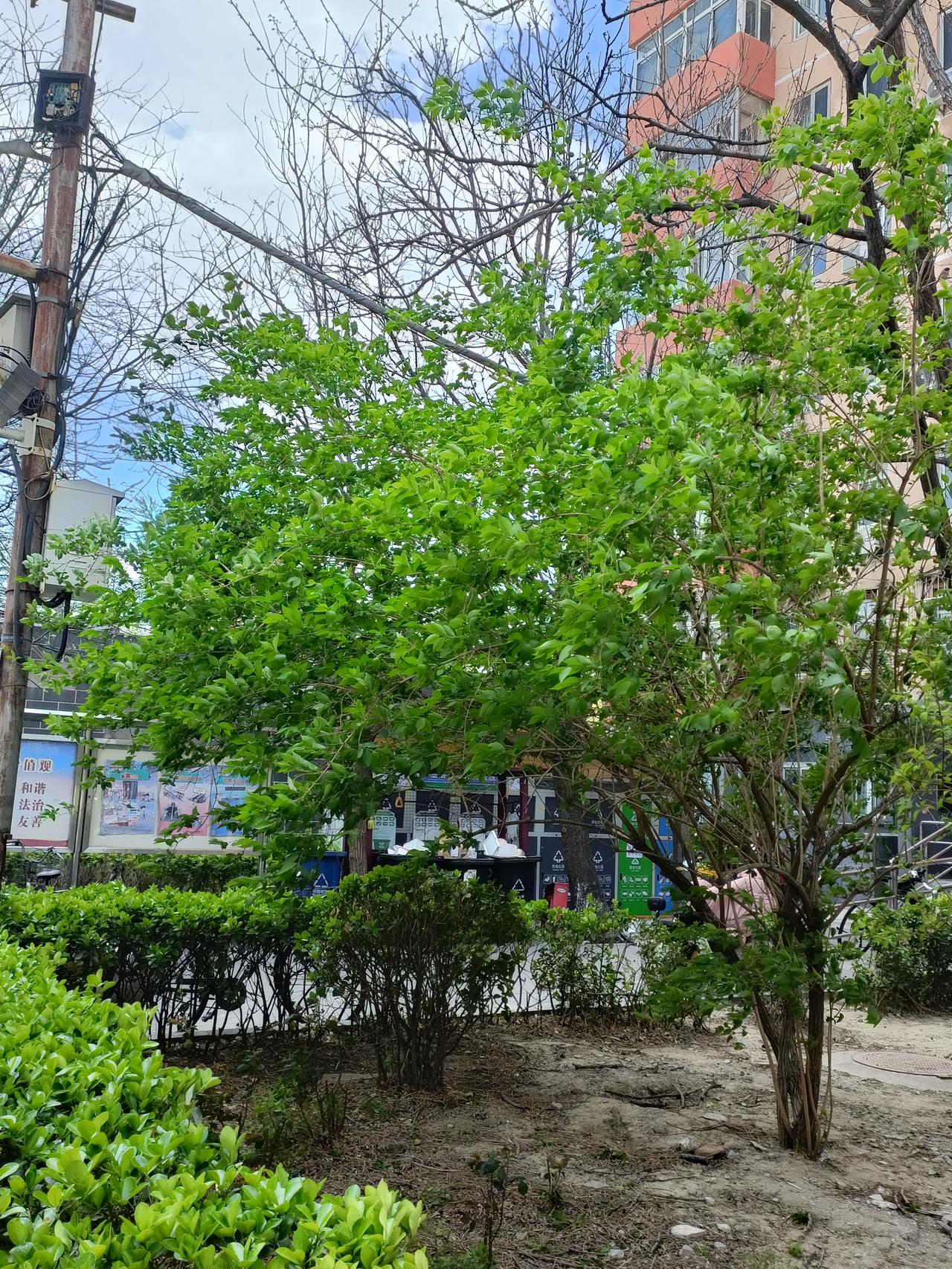 晒图笔记大赛小区里的绿化很好，很美