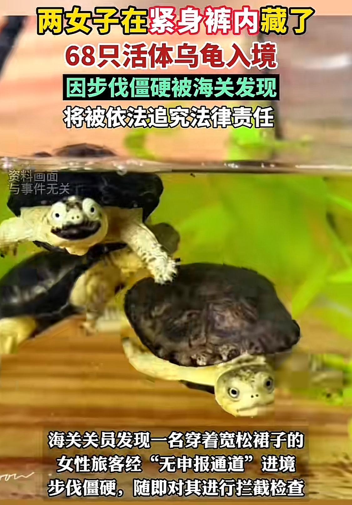 反华势力入侵？我国海关截查两名女子，掀开裙子一看，好家伙，大腿上密密麻麻缠满了活