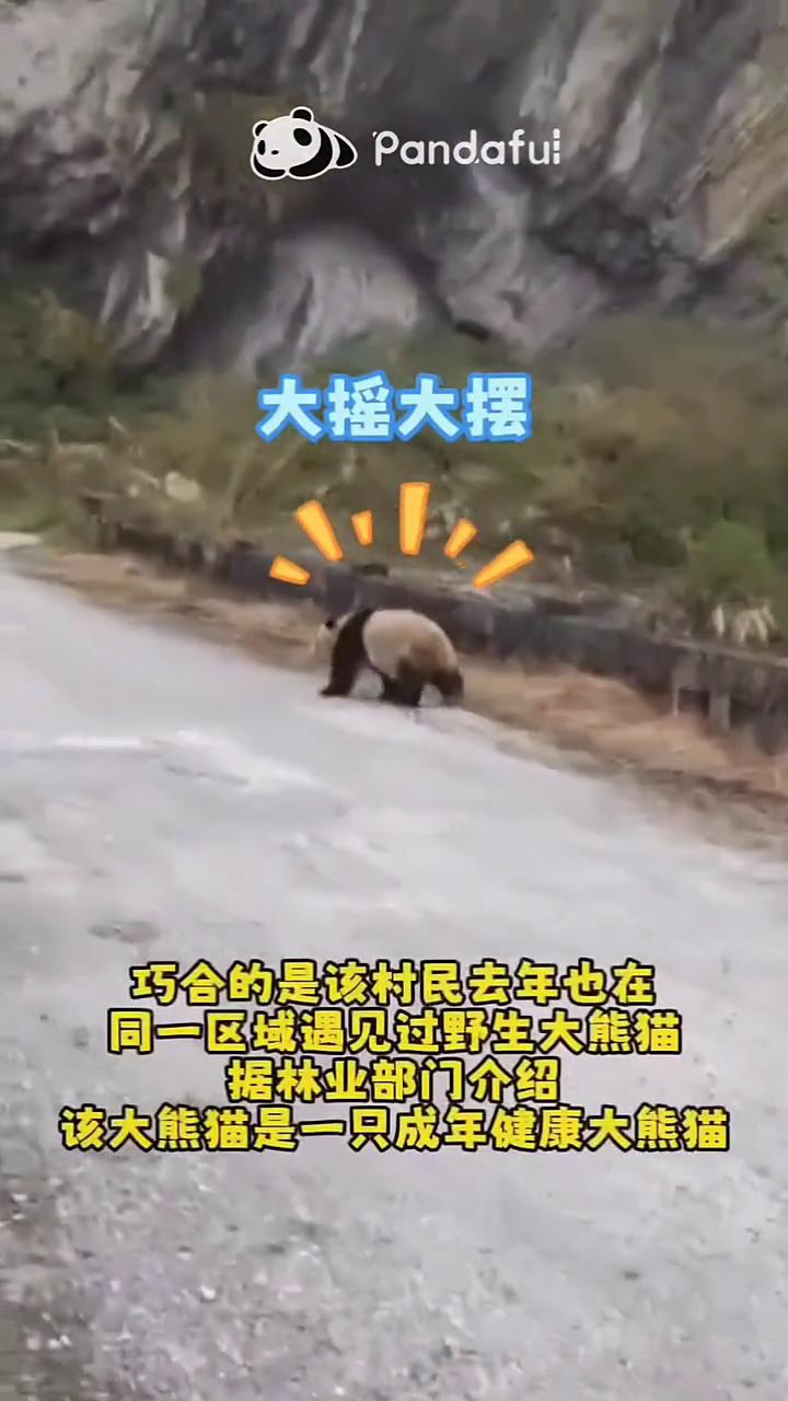 巧合的是该村民去年也在同一区域遇见过野生大熊猫。
2025年4月10日，四川宝兴
