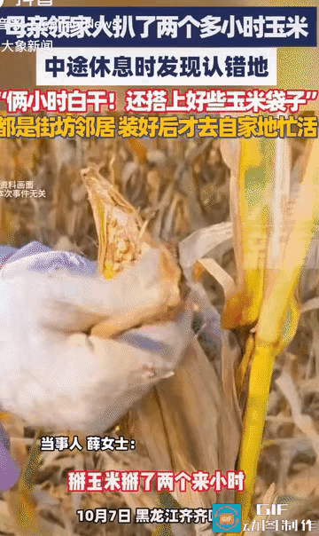 一家子“糊涂虫”！黑龙江齐齐哈尔，一母亲领着家人拔了两个多小时玉米，中途休息时才