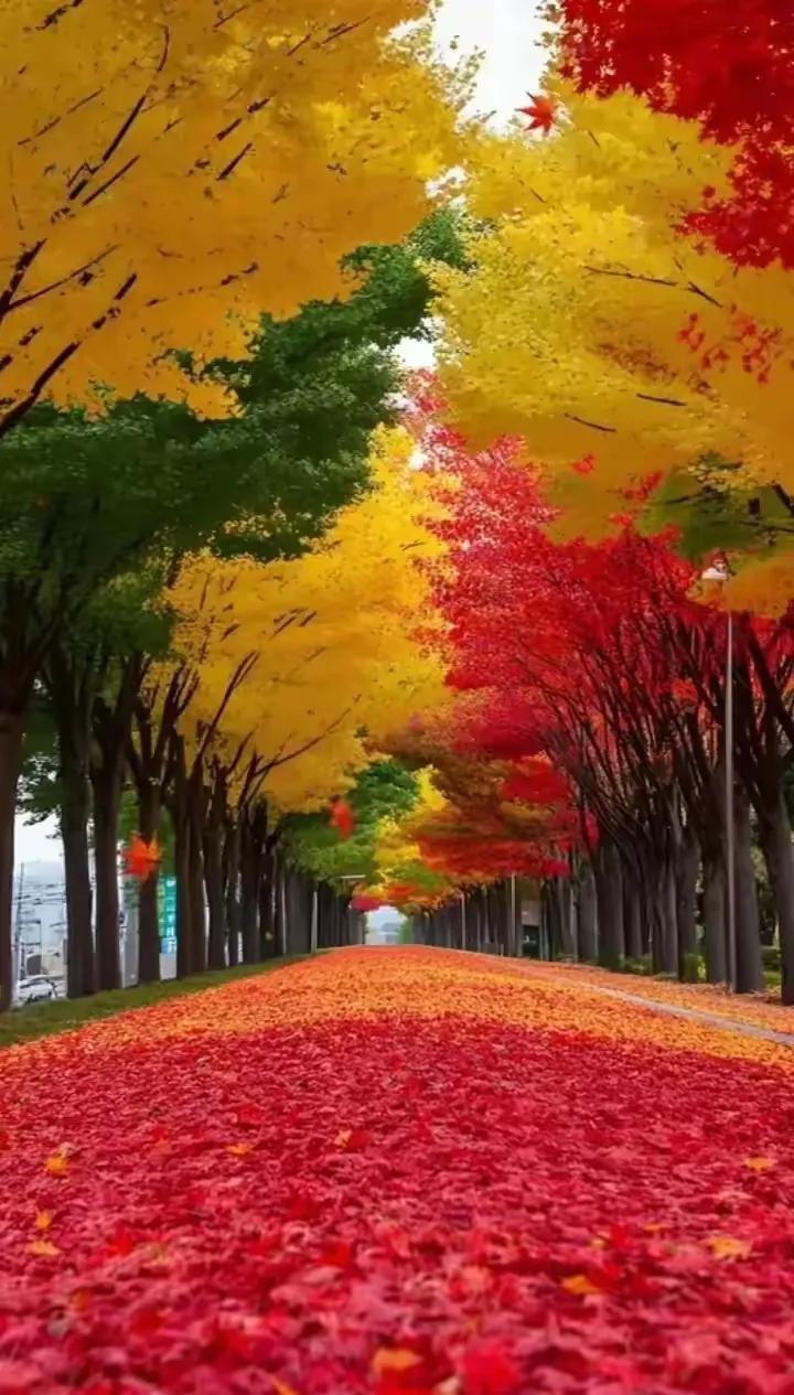 秋天的红色如同斑斓的调色盘，点缀着大自然的画卷，展现出无尽的魅力。
