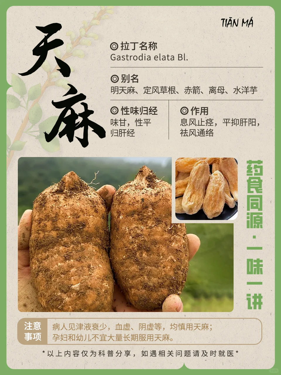 药食同源 | 天麻，形似土豆，却是珍贵药材