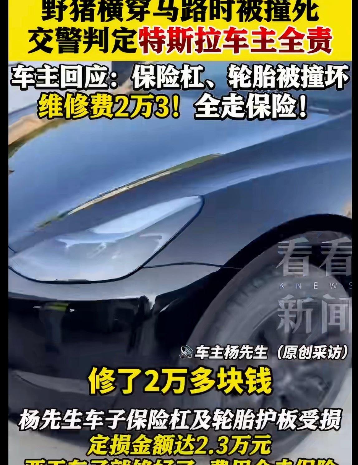 特斯拉撞死野猪车主被判全责有点搞笑，那车主全责把钱赔给野猪吗