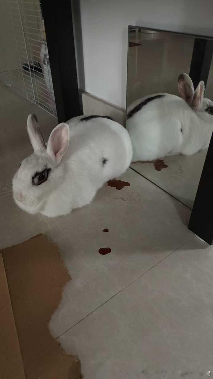 13754🐇【坏】后续是把尿踩的满客厅都是，甚至跳到了床上 