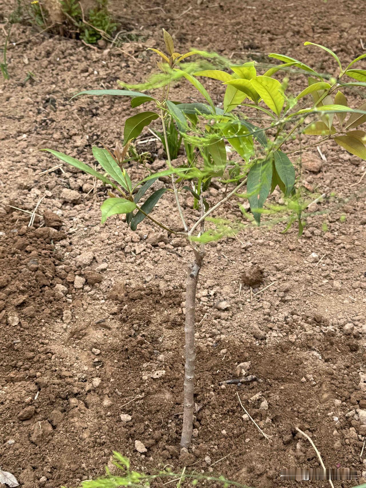 这是我们院里种的桂花树。
专门去桂花基地买的。桂花培训基地的桂花树，特别适合北方