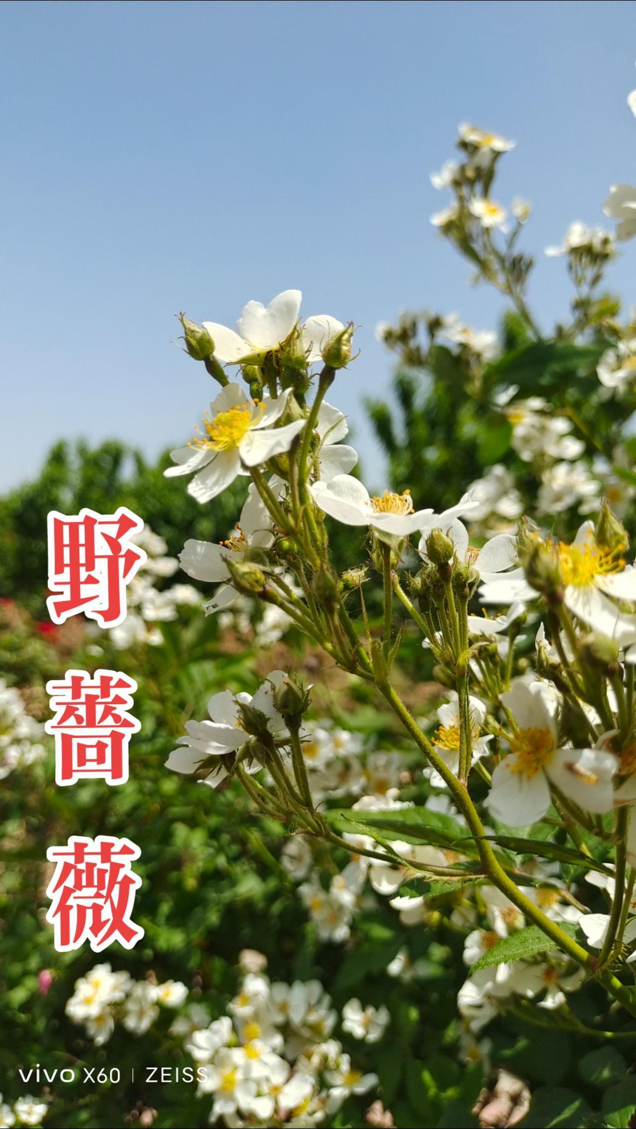 看见音乐 花朵 随拍