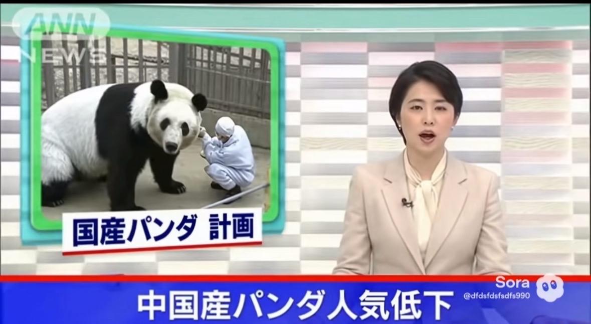 日本人脑洞大开，给本地熊cosplay大熊猫。这是出来搞笑的吗？和在中国国内国宝