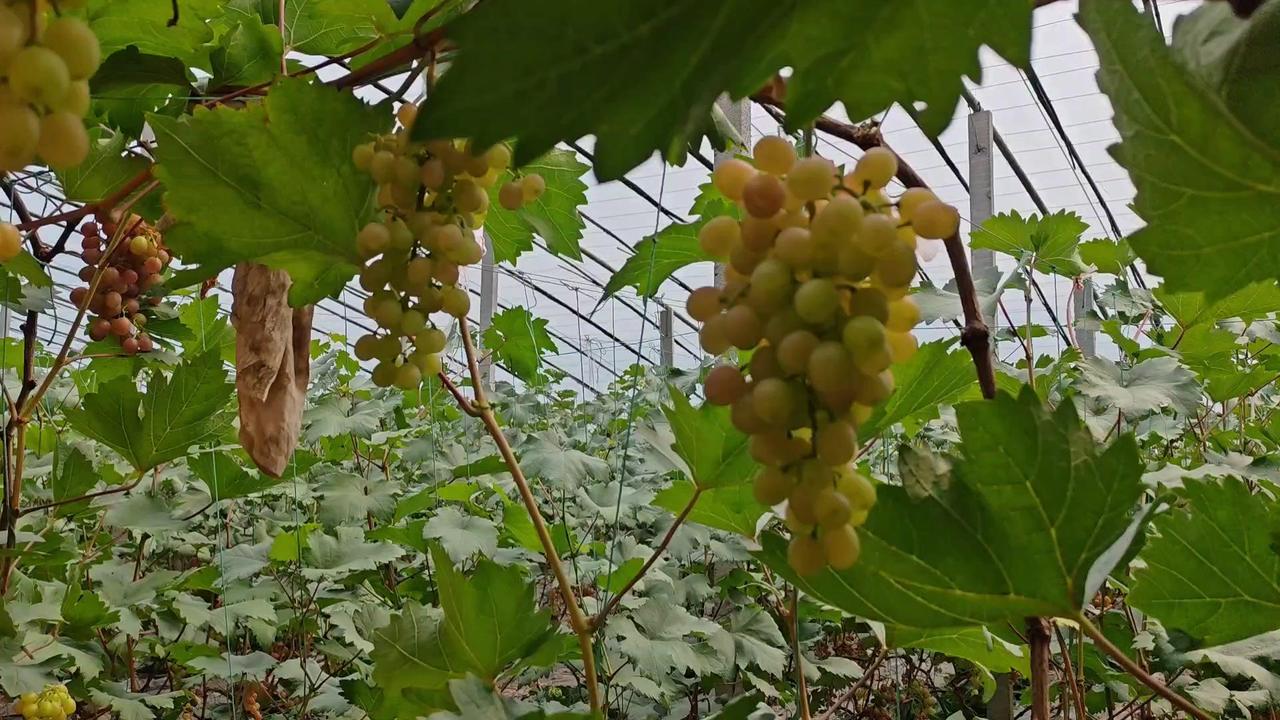 1️⃣种植优势：葡萄管理比蔬菜简单，用工少，省时省力。春茬4号已上色，一穗重量至