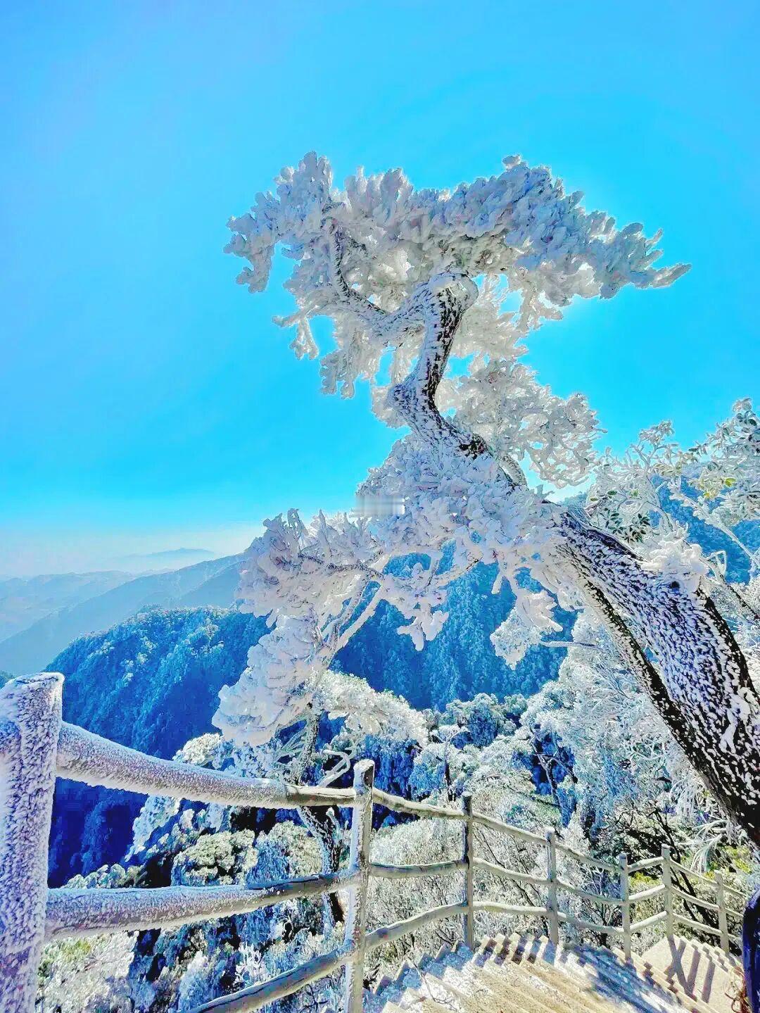 不用去东北！2h直达广东z美赏雪地