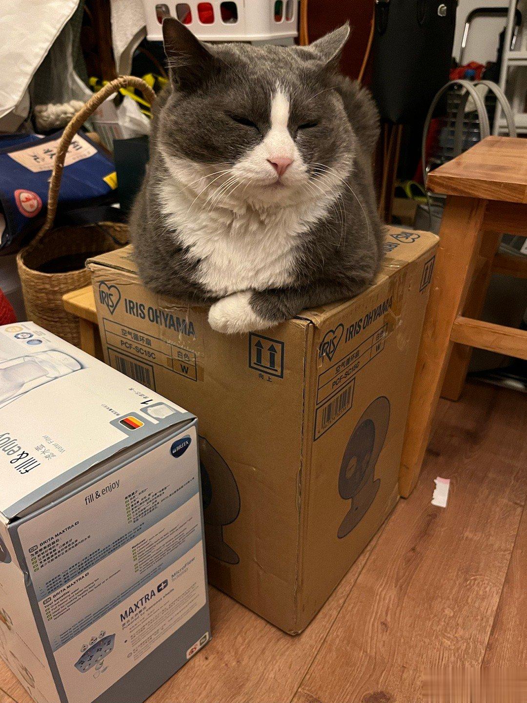 孵空气循环扇#憨猪能量[超话]##猫猫孵一切# ​​​