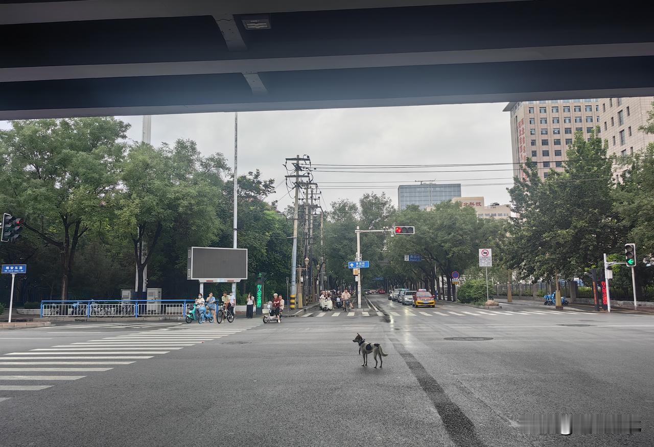 小狗独自滞留车流盼主人尽快寻回】8月12日十七点十二分，在石家庄青园街与槐安路交