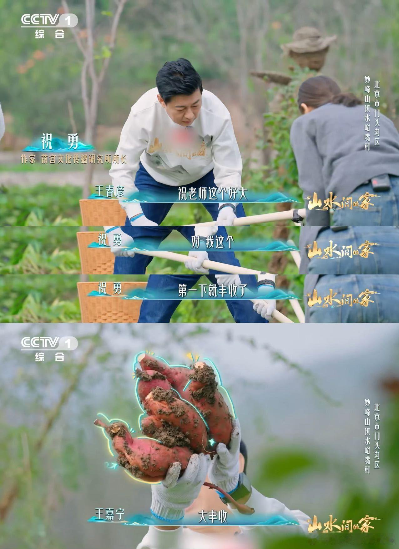 原来红薯是一窝一窝的挖红薯就是早期开盲盒红薯不是孤单的，是一窝一窝的。藤蔓向下扎