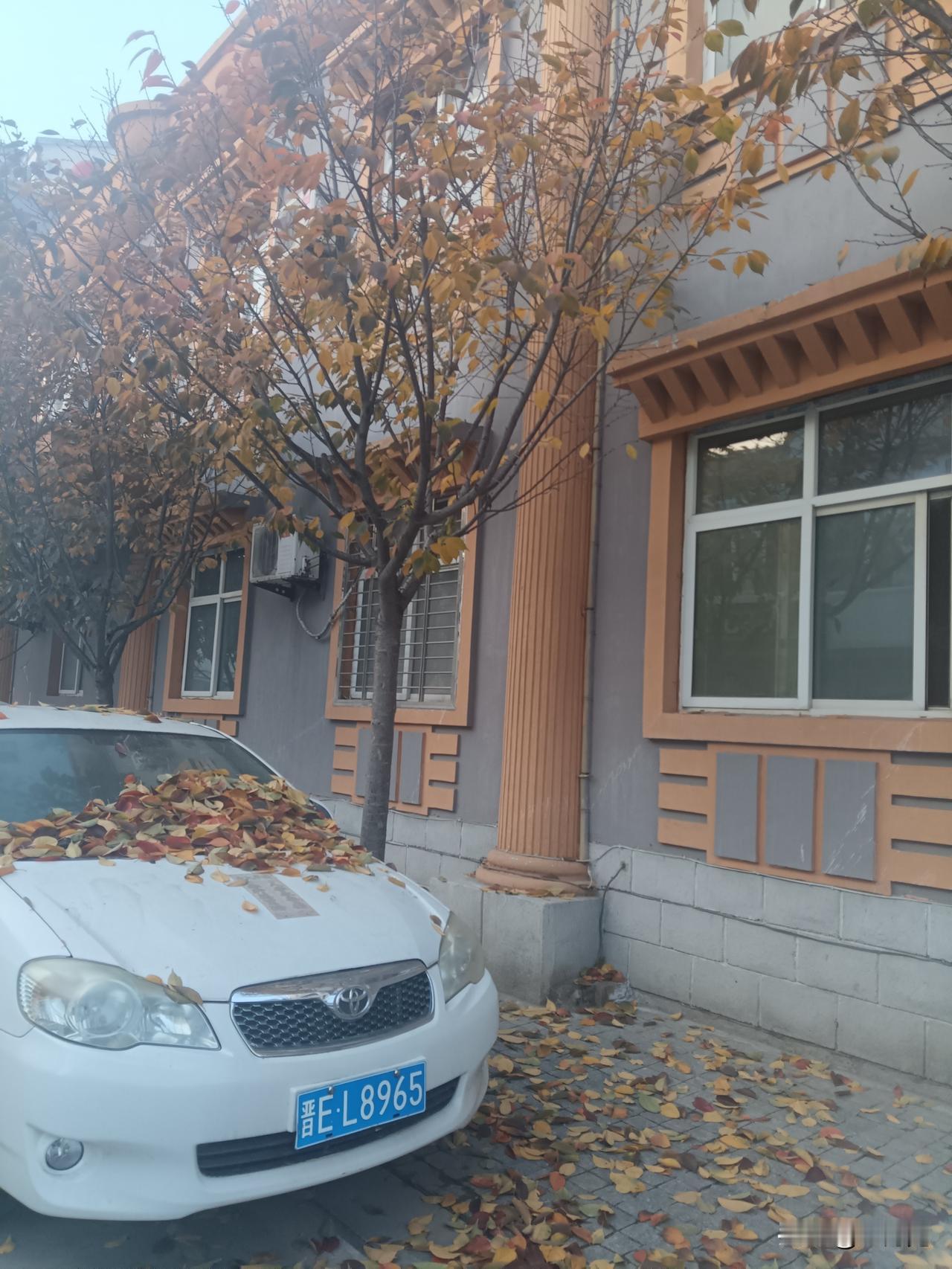 近日，秋意渐浓。山西高平的清泉路上，树叶哗啦啦的刮在地上，半红半黄的叶子，写出了