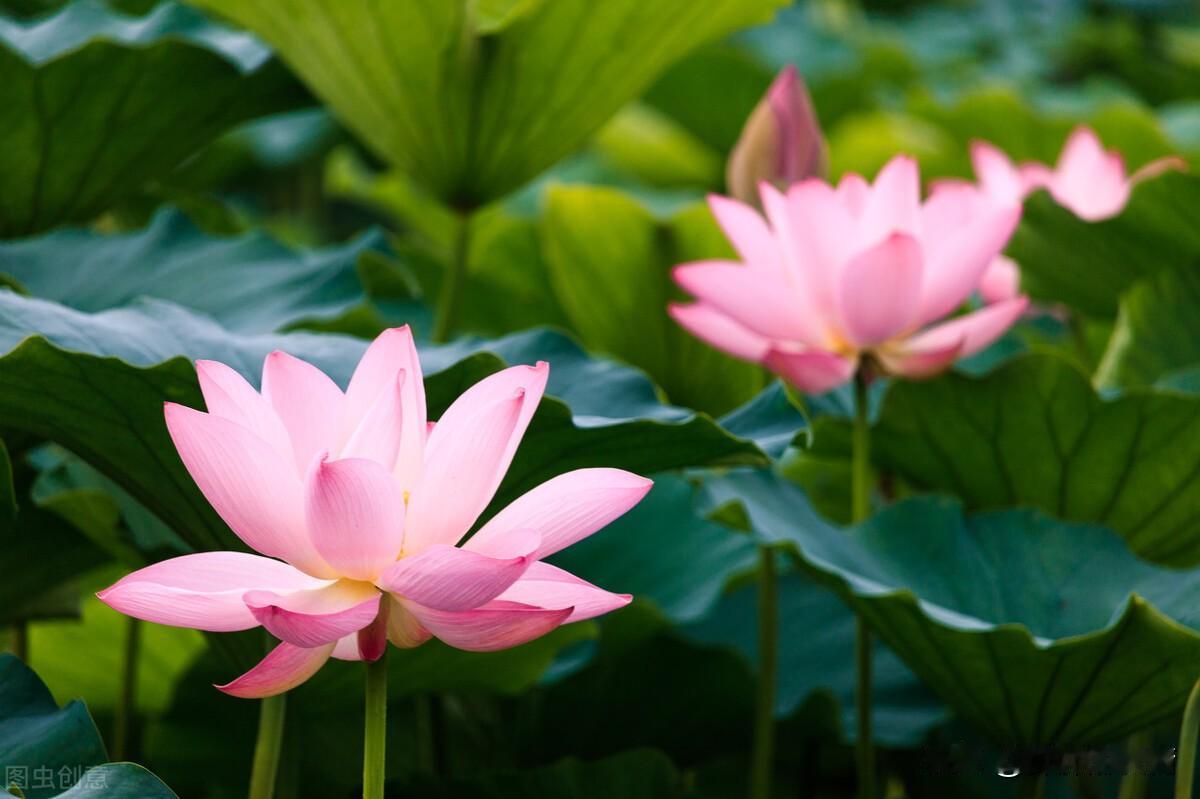 傻人和精人在一起，傻人一心一意对精人好，可精人却经常骗傻人，傻人心里很难过，却没