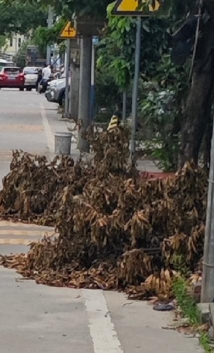 一临街住户被逼无奈，只能用树枝堆放在自家门口，防止别人停车。

原因是很多邻居把
