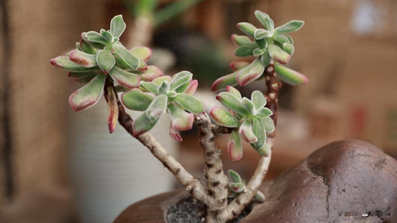 我有6500退休金，花1800买斤茶叶被儿媳训斥，停房贷她说知道错了。这儿媳花着