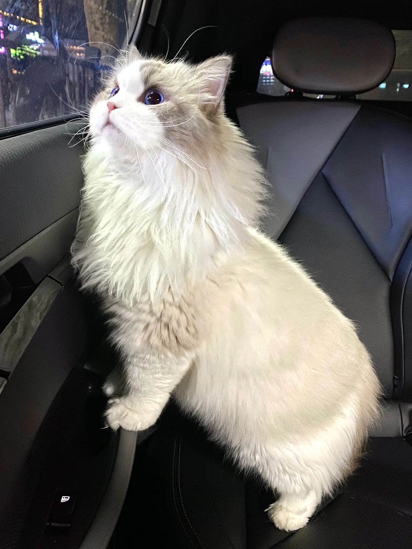 没想到吧 在车里也能叠猫猫诶。奶米：别废话！快上车