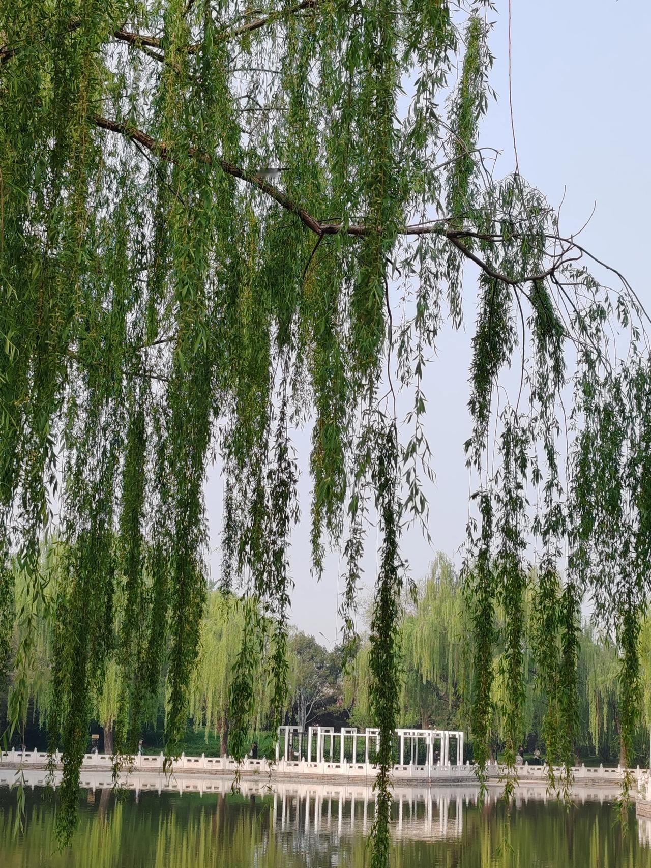 春日生活打卡季