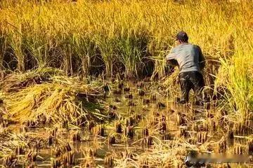 农村还会再走集体化道路吗？有人说这是绝对不可能的事情，这简直就是白日做梦。但我认