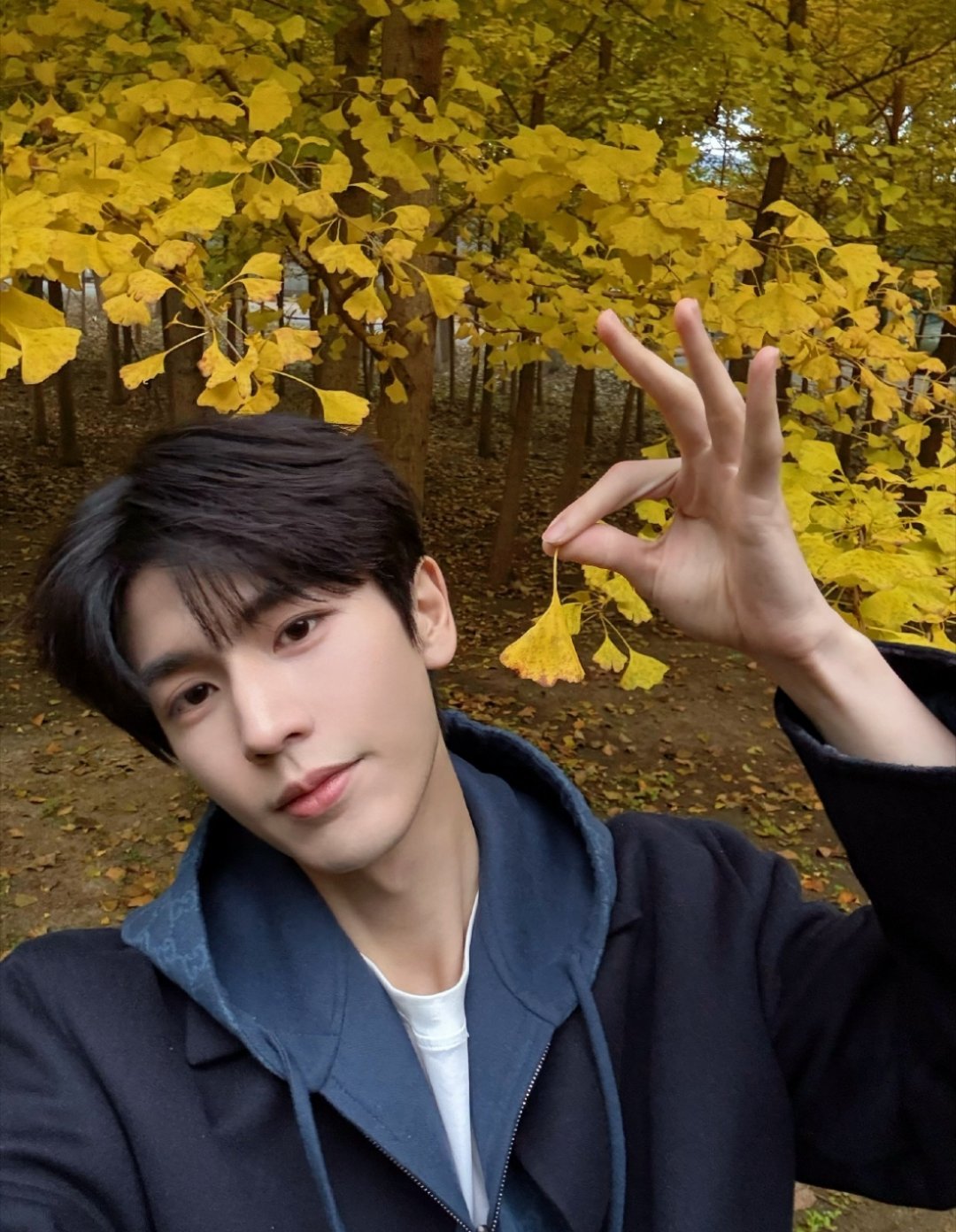 张凌赫每年固定节目 惆怅的枫叶 帅哥和秋天更配噢