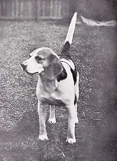 1920比格犬（Beagle）