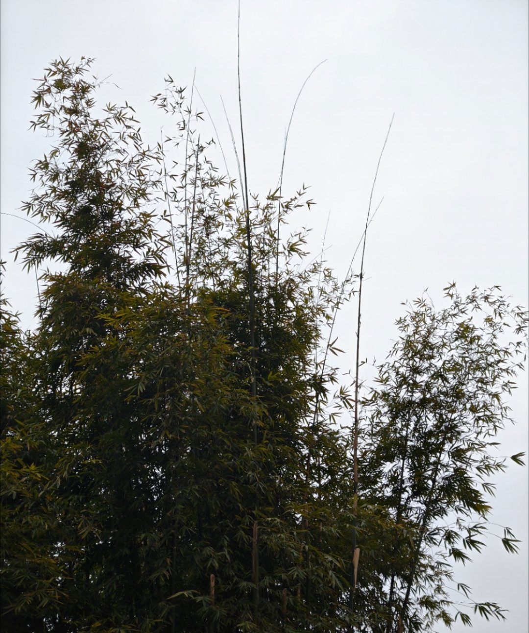 起床搬砖每天早起打卡